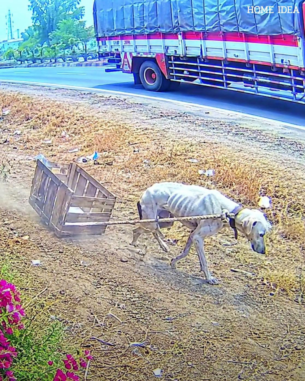 A truck driver slammed on the brakes when he saw a dog dragging a box
