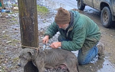 Old Vegetable Seller Cut A Rope From A Starving Mother Dog